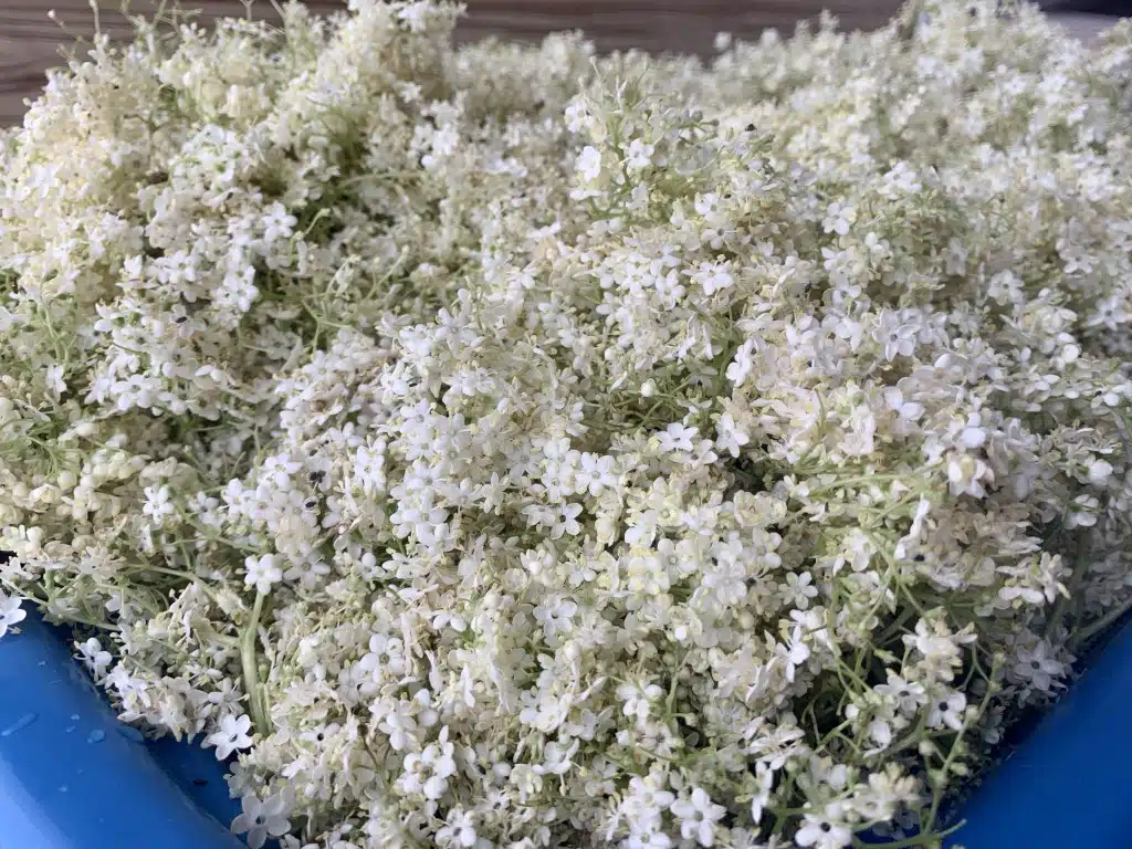 534CACF3-8787-421F-8510-E51E8960AB01 Dulceata din flori de soc