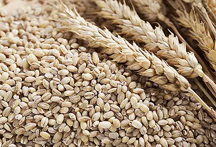 Barley Grains and Stalks Arpacasul in mancare si remedii naturiste